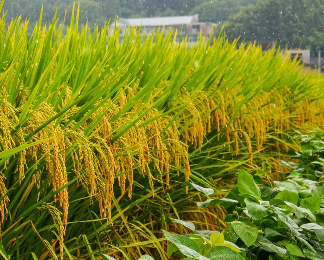 香港特马管家婆